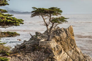 Carmel rock tree2